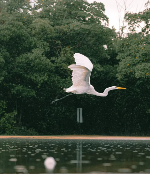 公園の白い白鳥 — ストック写真