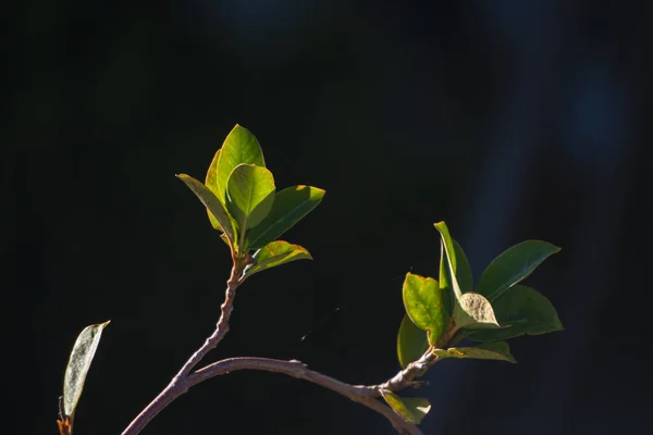 Siyah Arkaplanda Yeşil Yapraklar — Stok fotoğraf