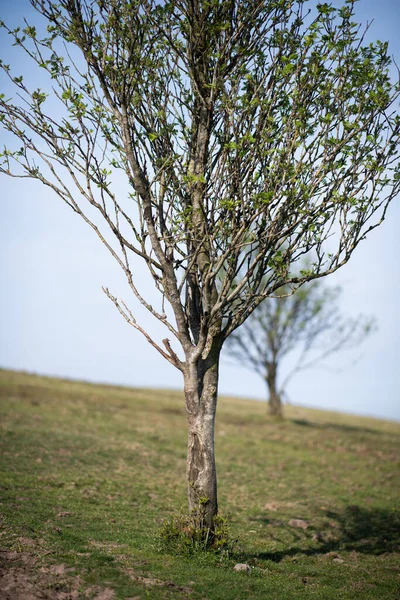 Albero Solitario Nel Parco Natura — Foto Stock