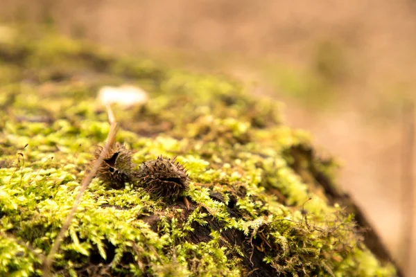 木の上の緑の苔のクローズアップ — ストック写真