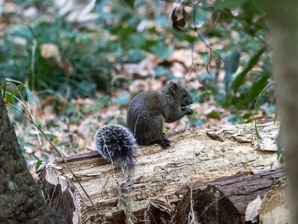 Eichhörnchen Wald Tier — Stockfoto