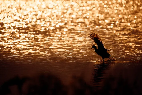 Schöner Sonnenuntergang Über Dem See — Stockfoto