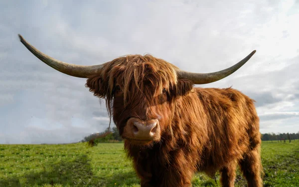 Красивая Рыжая Корова Зеленой Травой Заднем Плане — стоковое фото