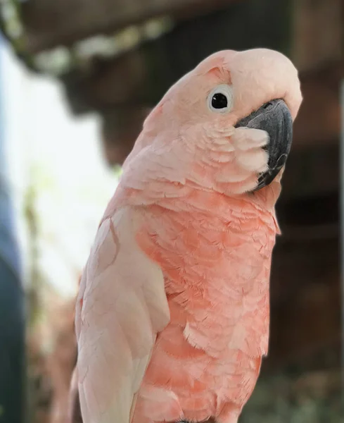 Perto Papagaio Branco — Fotografia de Stock