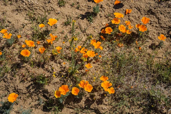 Schöne Blumen Garten — Stockfoto