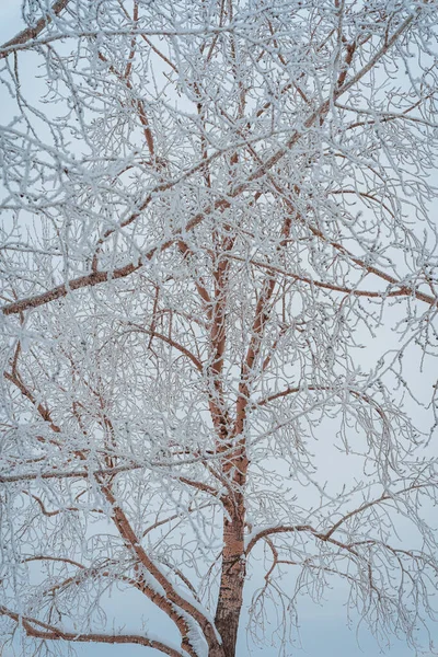 Paisaje Invernal Con Árboles Cubiertos Nieve —  Fotos de Stock