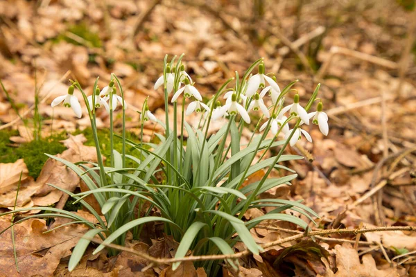 Close Foto Van Mooie Witte Lelie Bloemen Groeien Tuin Het — Stockfoto