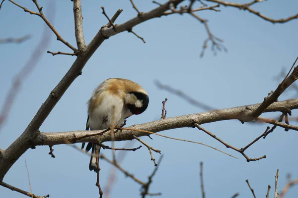 Een Vogel Een Tak Van Een Boom — Stockfoto