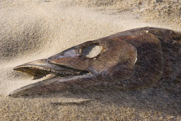 Een Close Shot Van Een Dode Zeehond Het Strand — Stockfoto