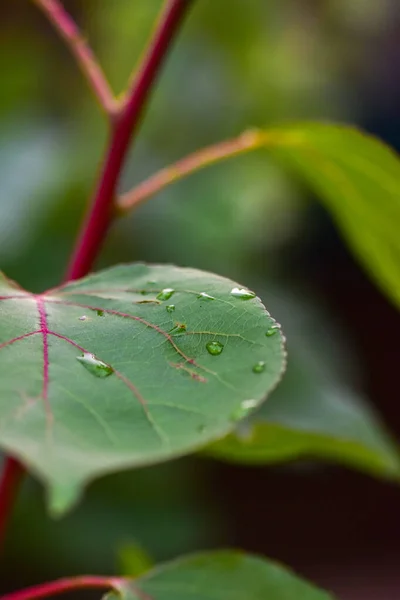 Zielony Liść Kroplami Rosy — Zdjęcie stockowe