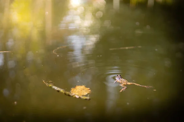 Belas Folhas Outono Floresta Sapo — Fotografia de Stock