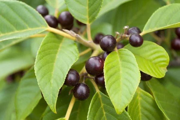 ブラックコーヒー豆を枝に置いて — ストック写真