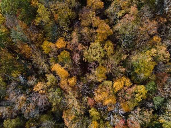 Sonbaharda Ormanın Havadan Görünüşü — Stok fotoğraf