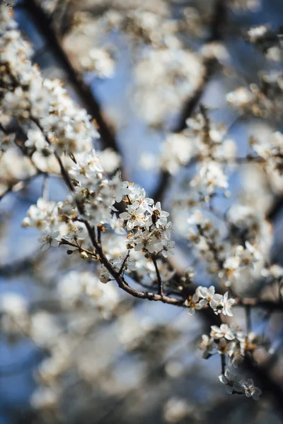 Frühlingsblumen Auf Dem Baum — Stockfoto