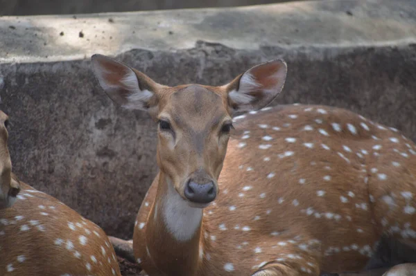 Nahaufnahme Eines Jungen Rehs Zoo — Stockfoto