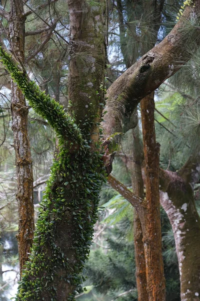 Tiro Close Tronco Árvore Uma Floresta — Fotografia de Stock