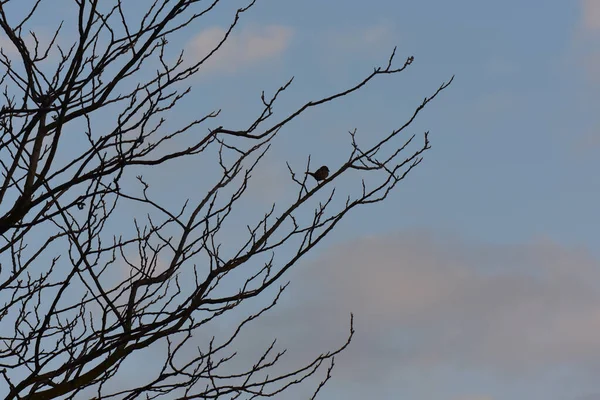 Branches Arbres Flore Nature — Photo