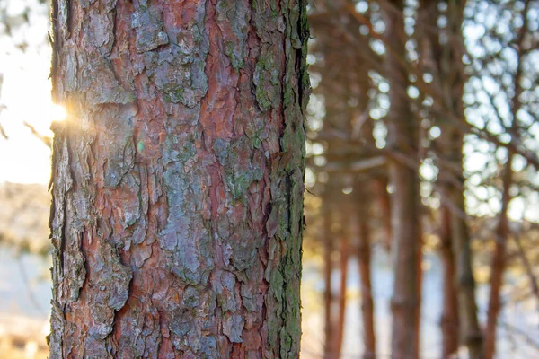 Kmen Březového Stromu Lese — Stock fotografie