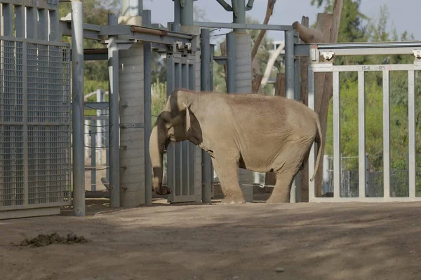 Grande Bellissimo Elefante Africano Piedi Nello Zoo — Foto Stock