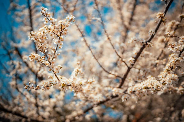 Hermosas Flores Florecientes Primavera Jardín —  Fotos de Stock
