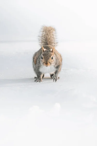 Squirrel Wild — Stock Photo, Image