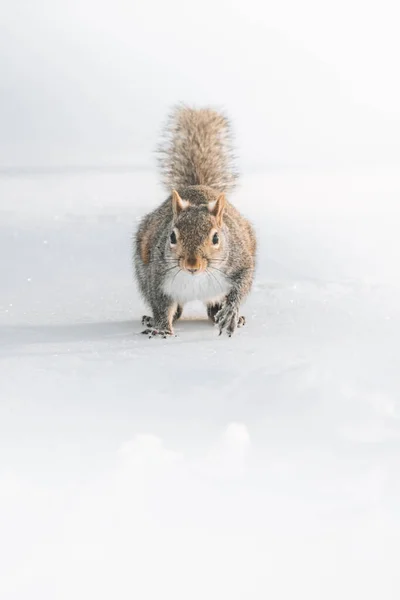 Eekhoorn Het Wild — Stockfoto