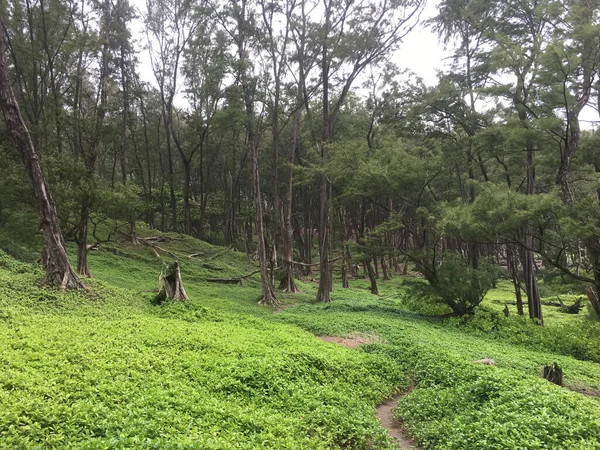 朝の緑の森 — ストック写真