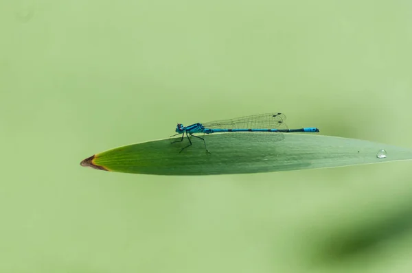 Libélula Sobre Una Hoja Verde — Foto de Stock