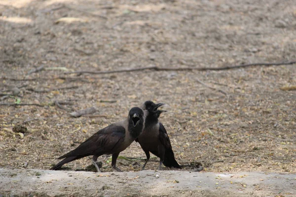 Cuervo Negro Suelo — Foto de Stock