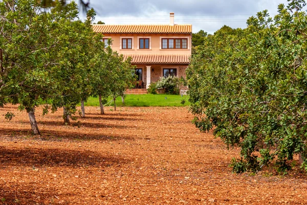 Beautiful View Vineyard Countryside — Stock Photo, Image