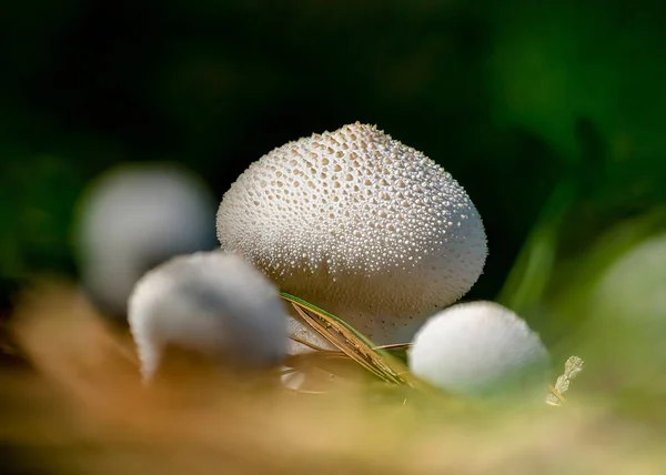 Close Mushroom Forest — Stock Photo, Image