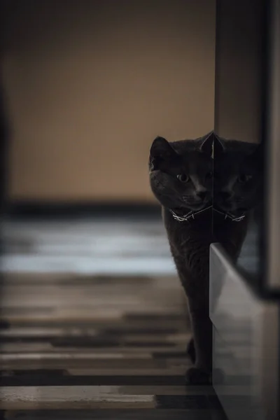 Chat Mignon Dans Chambre — Photo