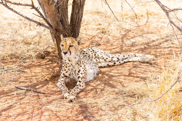 Cheetah Savannah Kenya — Stock Photo, Image