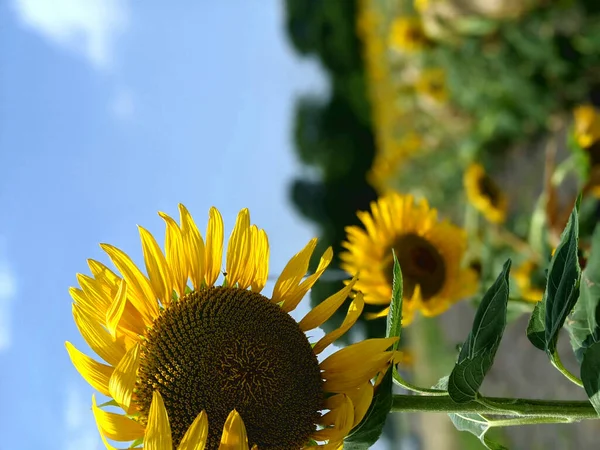 Zonnebloemen Het Veld — Stockfoto