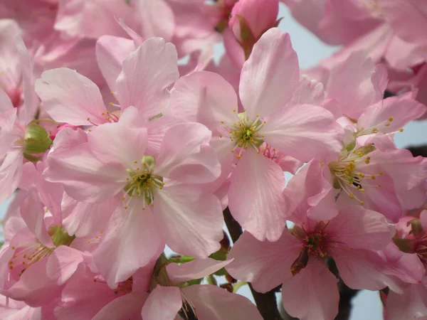 Rosa Sakura Blommor Gren — Stockfoto