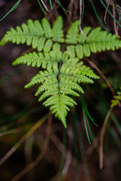 Gröna Ormbunksblad Skogen — Stockfoto