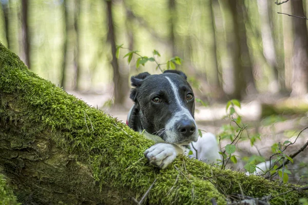 Hond Het Bos — Stockfoto