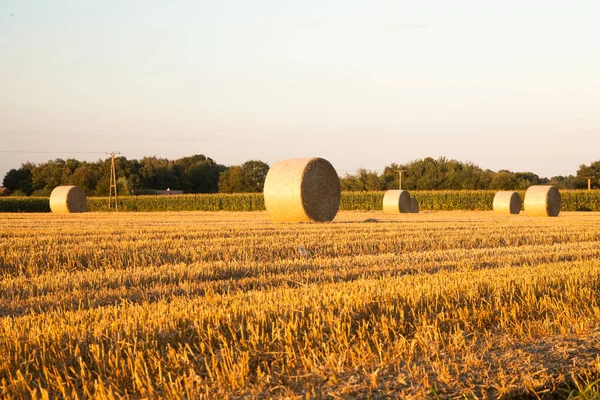 畑や農地や農業で使われている黄金の藁です — ストック写真