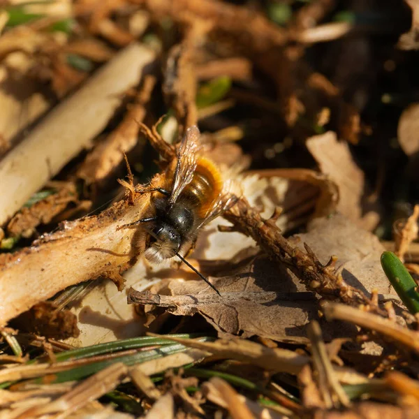 Primo Piano Insetto Natura Selvaggia — Foto Stock