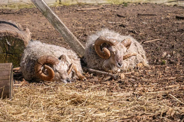 Nahaufnahme Eines Jungen Lammes Beim Füttern Auf Einem Bauernhof — Stockfoto