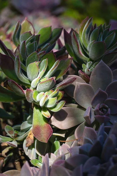 Primer Plano Una Planta Cactus —  Fotos de Stock