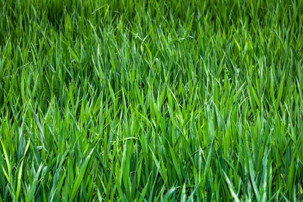 Фон Текстури Зеленої Трави — стокове фото