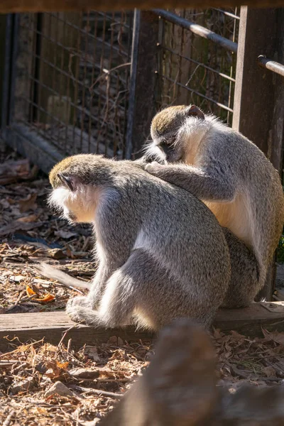 动物园里可爱的小猴子 — 图库照片