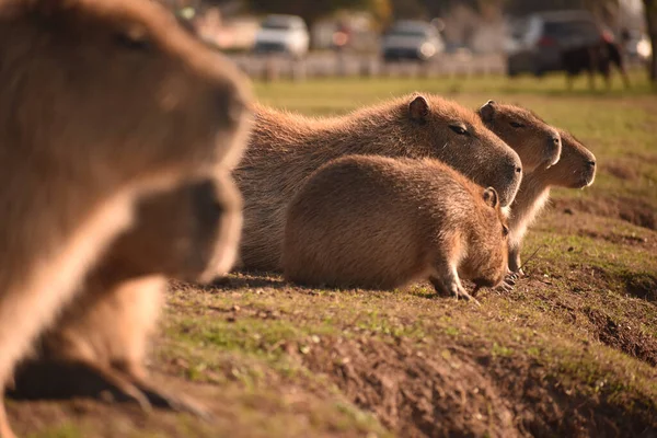 Nahaufnahme Eines Niedlichen Braunbären Der Einen Hund Frisst — Stockfoto