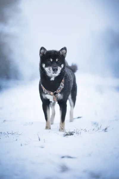 Perro Blanco Negro Nieve —  Fotos de Stock