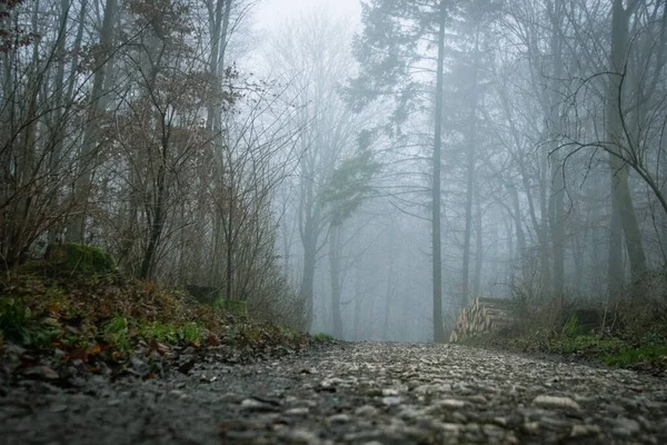 霧の中の霧の森 — ストック写真
