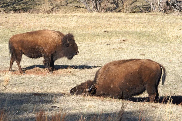 Bisons Dans Parc National Yellowstone Wyoming — Photo