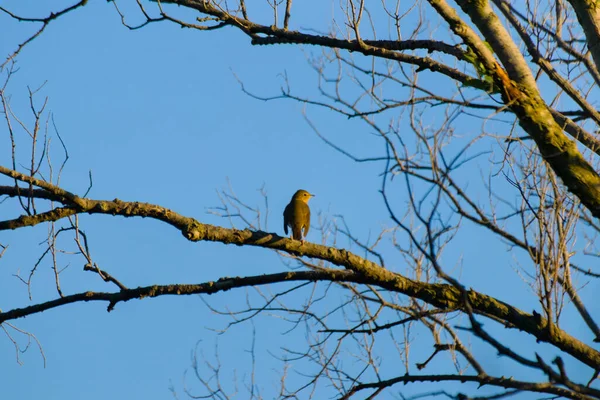Ptak Gałęzi Drzewa — Zdjęcie stockowe
