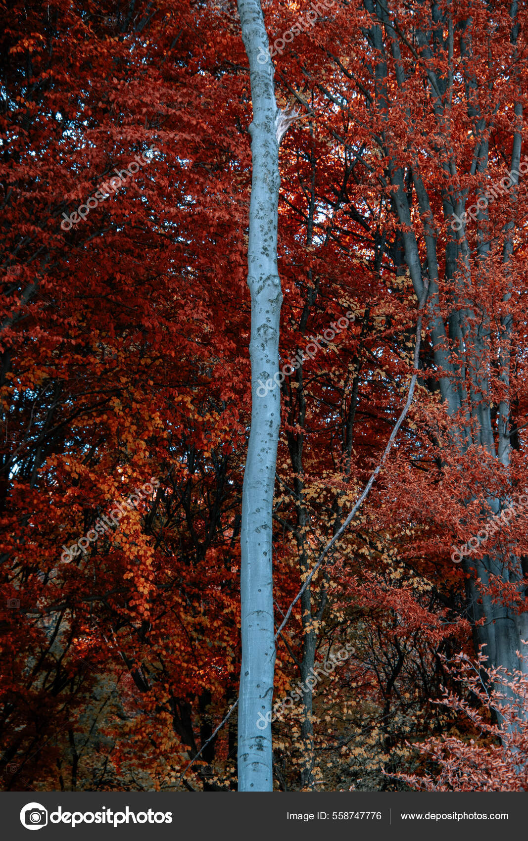 Forêt D'automne Avec Arbres Feuilles — Photo de stock par ©Wirestock -  558747776, image size:1067x1700