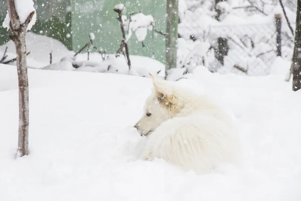 Vit Samojerad Hund Snön — Stockfoto